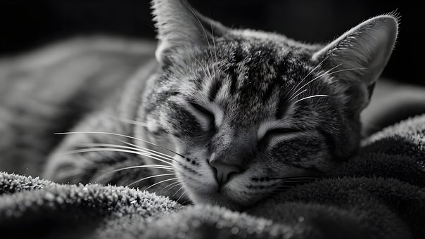 Kat, Killing, Feline, Kæledyr, Sove