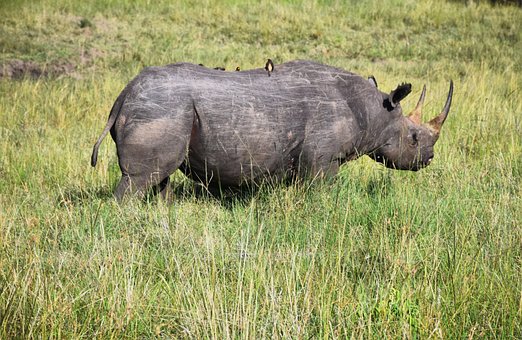 Free Rhinoceros Masai Mara photo and picture