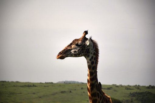 Free Giraffe Nature photo and picture