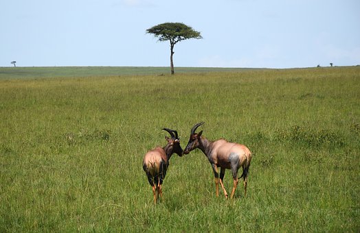 Free Nature Wildlife photo and picture