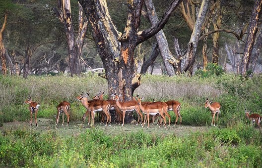 Free Savanna Impala photo and picture