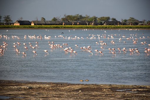 Free Amboseli Kenya photo and picture