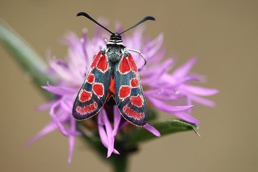 Schmetterling, Rot, Lila Blume