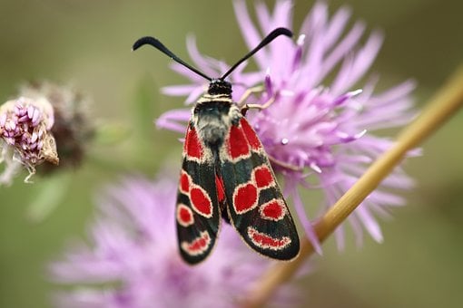 Falter, Schmetterling Auf Blume