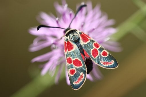 Schmetterling, Rot, Schwarz, Natur