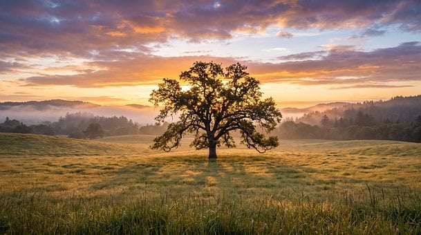 Free Tree Landscape illustration and picture