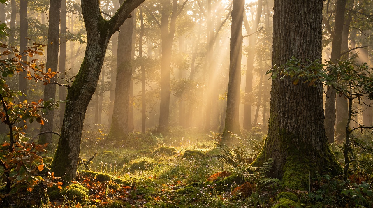 Download free HD stock image of Forest Tree Free forest tree sunlight illustration