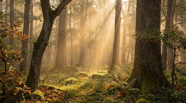 Free Forest Tree illustration and picture