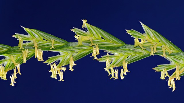 Lolium Perenne, 多年生的, 草, 自然, 开花的, 黄色的