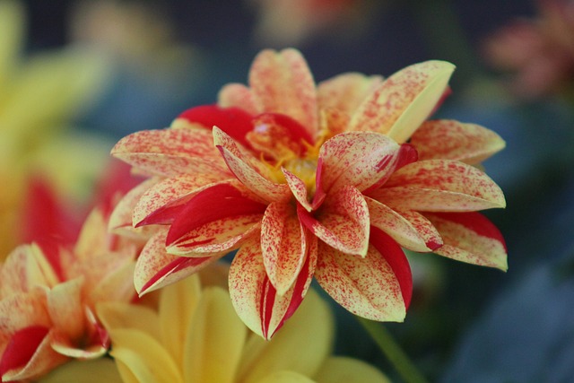Free Dahlia Flower photo and picture