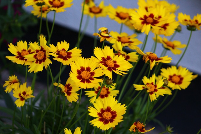 Free Coreopsis Yellow photo and picture