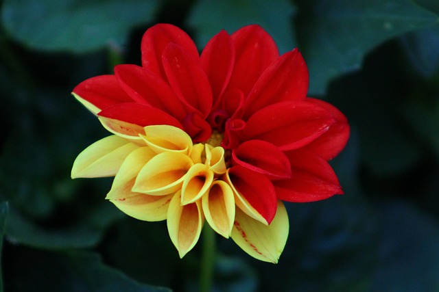 Free Flower Dahlia photo and picture
