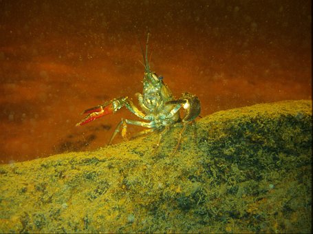 Free Crayfish Underwater photo and picture