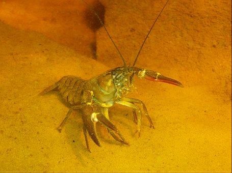 Free Nature Crab photo and picture