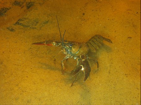 Free Crayfish Underwater photo and picture
