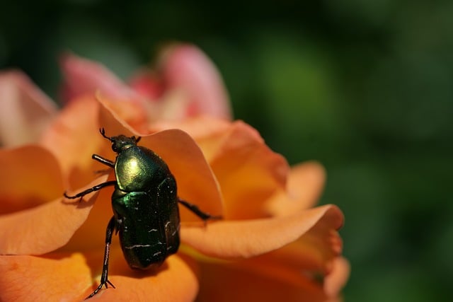 Free Rose Chafer Insect photo and picture
