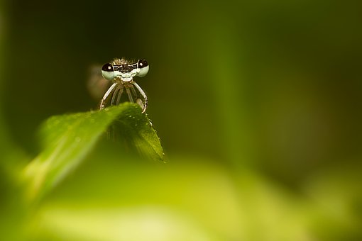 Libelle, Insekt, Natur, Flügel, Makro