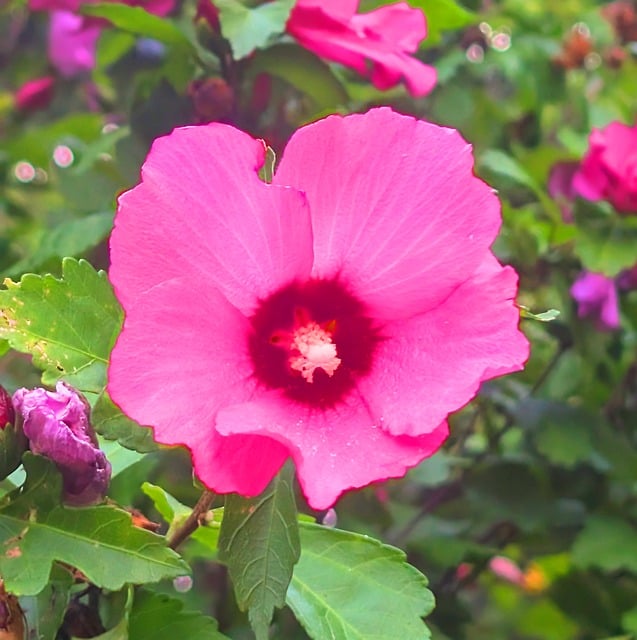 Free Pink Flower Garden photo and picture