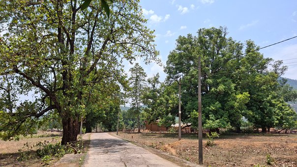 Free Tree Nature photo and picture