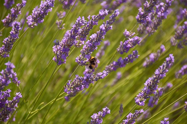 Free Lavender Bee photo and picture