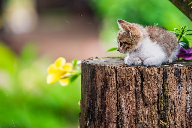 Free Kitten Tabby Kitten photo and picture
