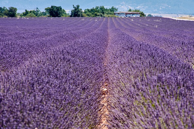 Free Lavender Field Provence Landscape photo and picture