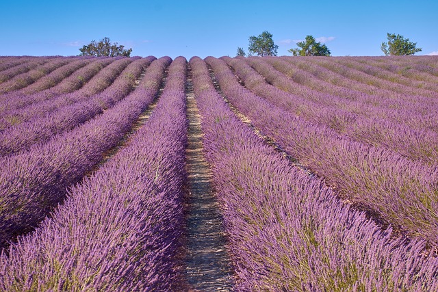 Free Lavender Field Provence photo and picture