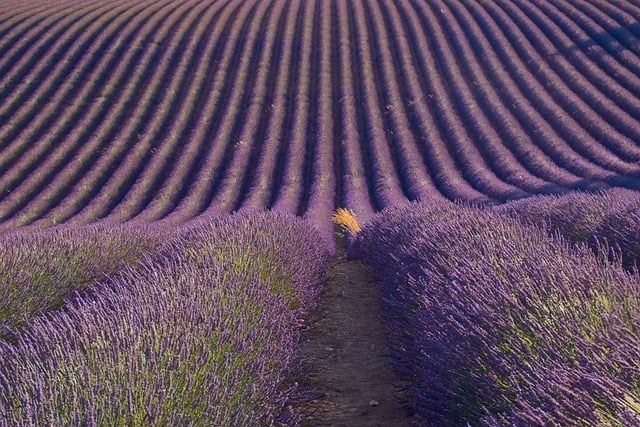 Free Lavender Field Summer Landscape photo and picture
