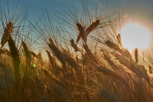 Free Wheat Grain photo and picture