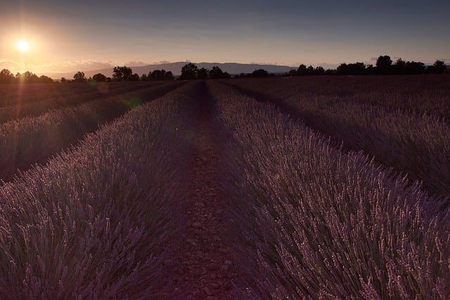 Free Lavender Field Sunset photo and picture