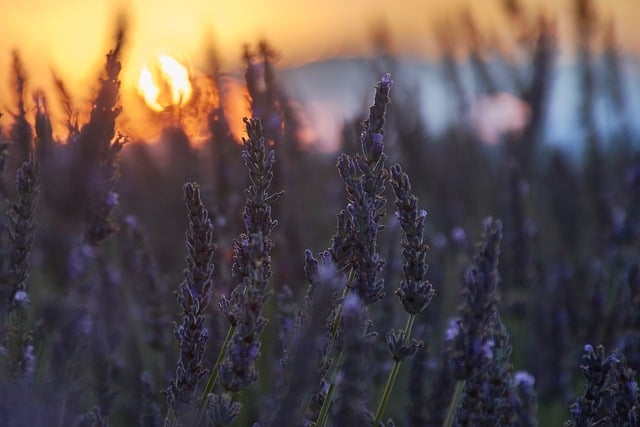 Free Lavender Sunset photo and picture