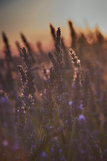 Free Lavender Sunset photo and picture