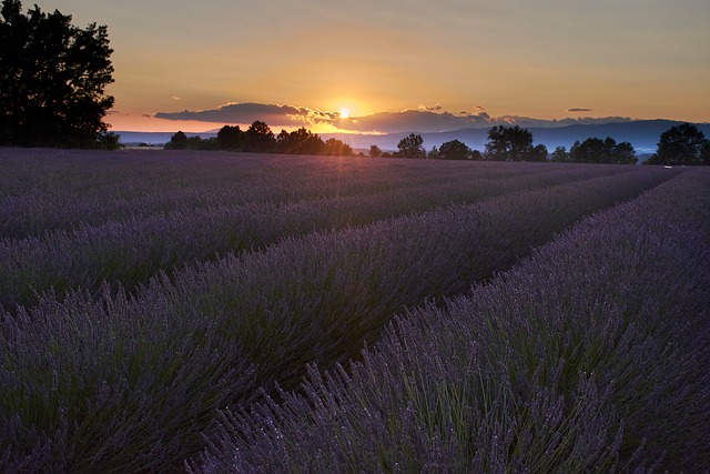 Free Lavender Fields Sunset photo and picture