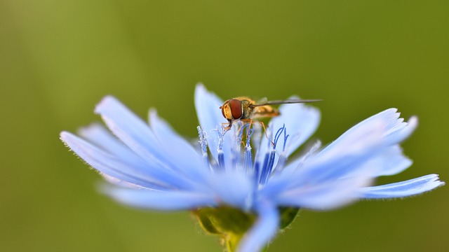 Download free HD stock image of Hoverfly Macro Photography Free Hoverfly Macro Photography photo and picture