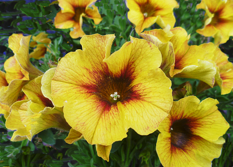Free Petchoa Flower photo and picture