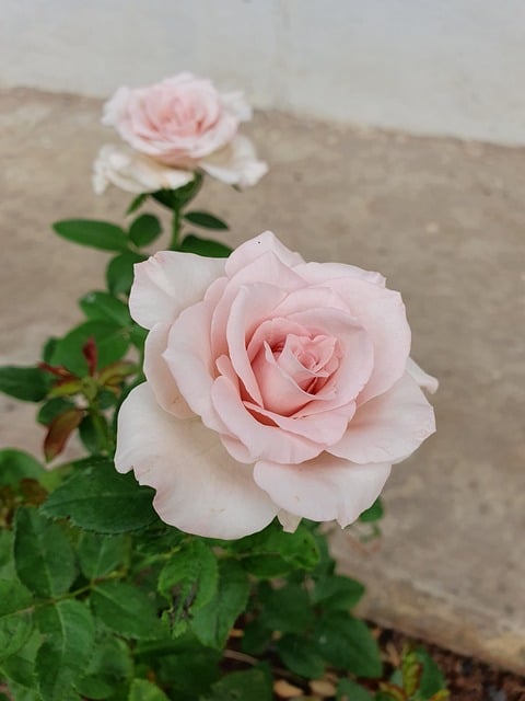 Free Rose Flower photo and picture