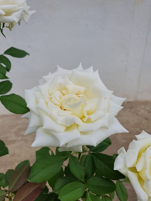 Free Rose White photo and picture
