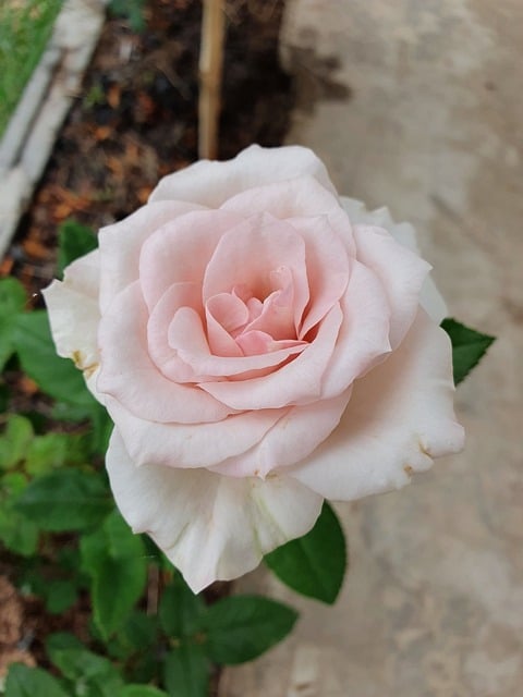 Free Rose Flower photo and picture