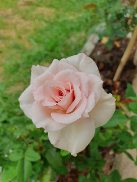 Free Rose Pink Flower photo and picture
