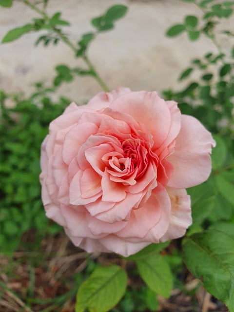 Free Rose Nature photo and picture