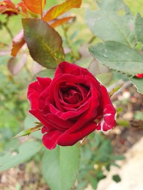 Free Rose Red Rose photo and picture