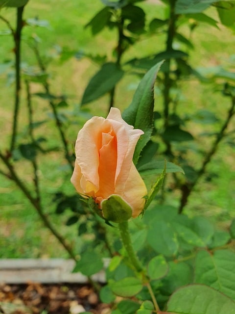 Free Rose Orange photo and picture