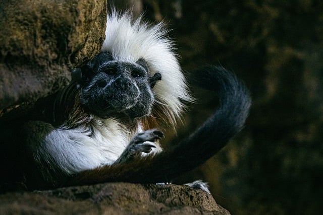 Download free HD stock image of Saguinus-Oedipus Cotton-Top-Tamarin Free Saguinus-Oedipus Cotton-Top-Tamarin photo and picture
