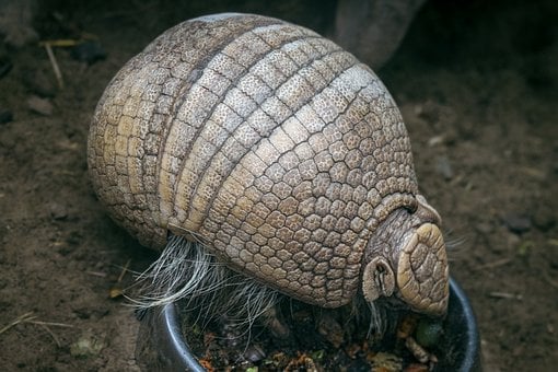 Free Armadillo Nature photo and picture