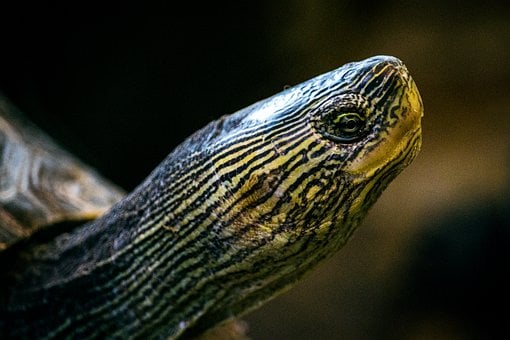 Free Turtle Wildlife photo and picture
