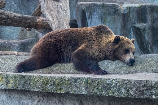 Free Bear Nature photo and picture