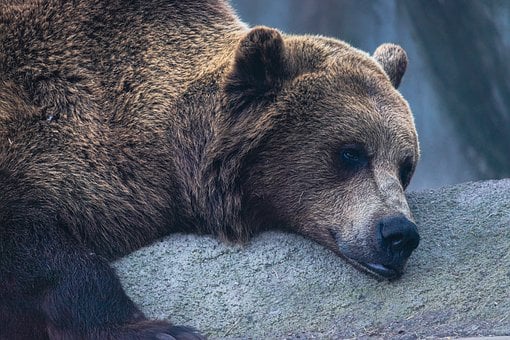 Free Bear Nature photo and picture