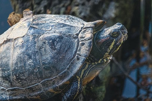 Free Tortoise Nature photo and picture