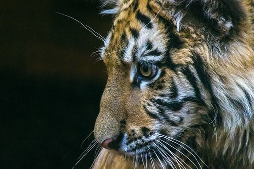 Free Tiger Cub photo and picture