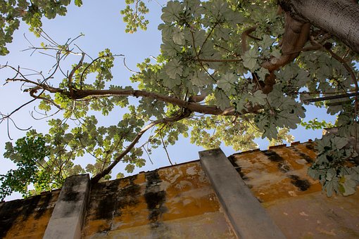 Free Tree Wall photo and picture